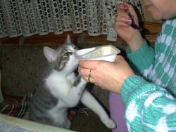 ... die bettelnde Katze