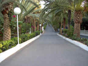 ... eine der vielen Stella - Palmenalleen 